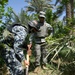 Palm grove search in Jazeera