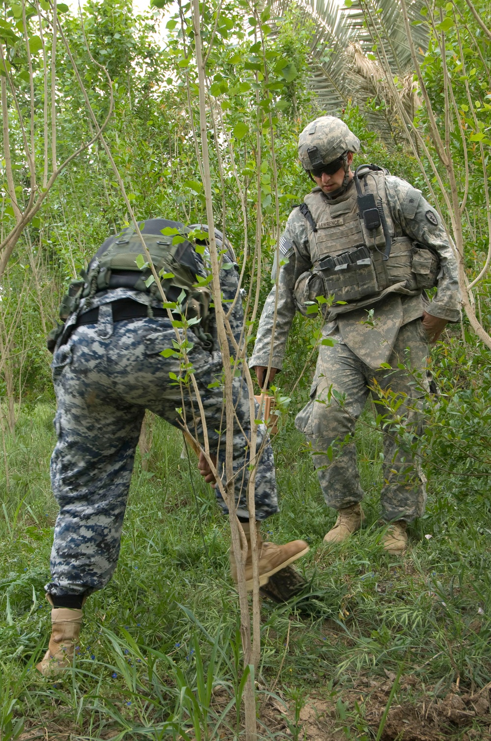 Palm grove search in Jazeera