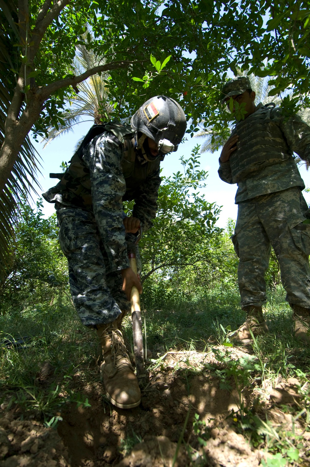 Palm grove search in Jazeera