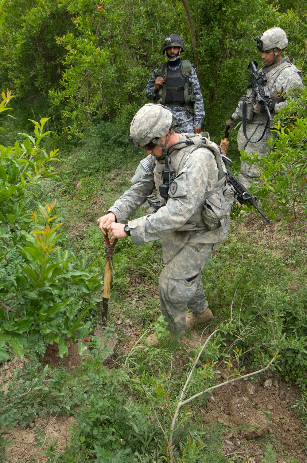 Palm grove search in Jazeera