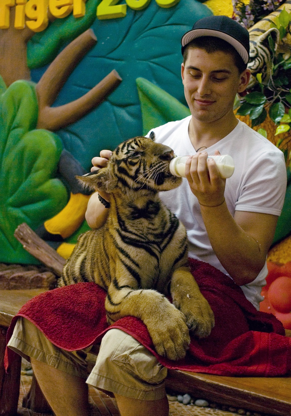Feeding Tigers in Thailand