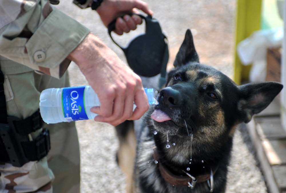 Military Working Dog Unit Training Camp Lemonier