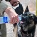 Military Working Dog Unit Training Camp Lemonier