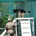 K-9 Mission at Camp Lemonier