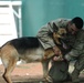 K-9 Mission at Camp Lemonier