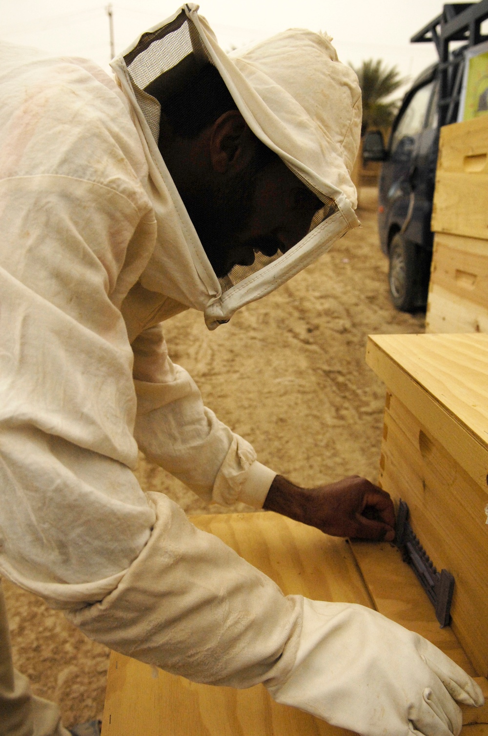 Beehive distribution in Mahawil