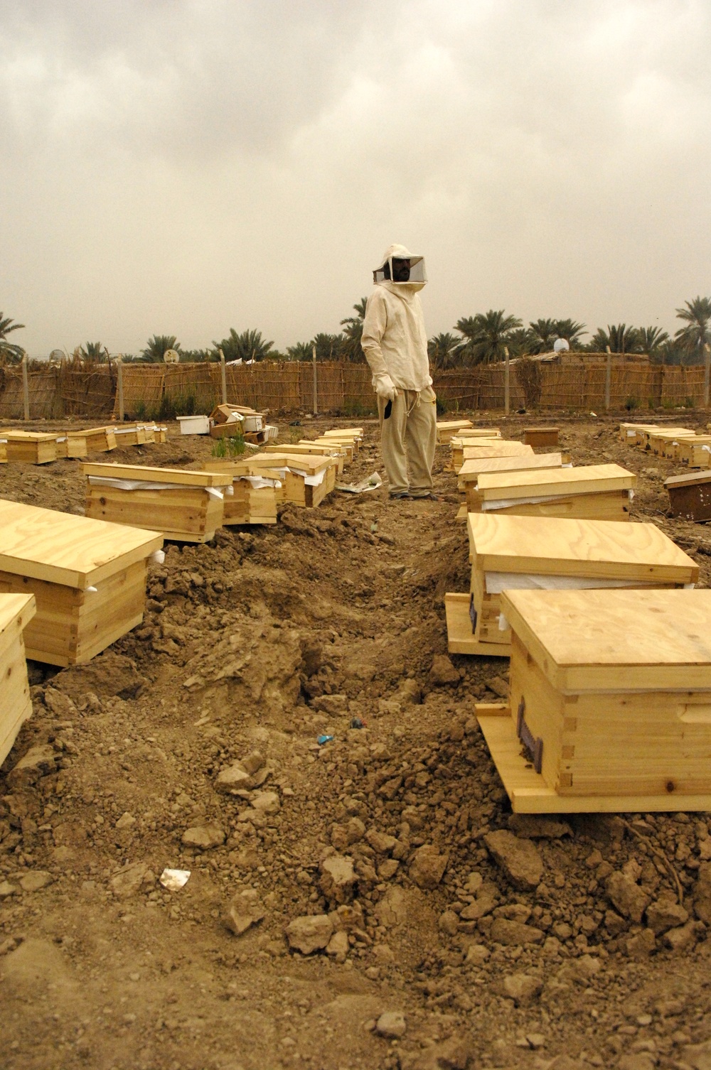 Beehive distribution in Mahawil
