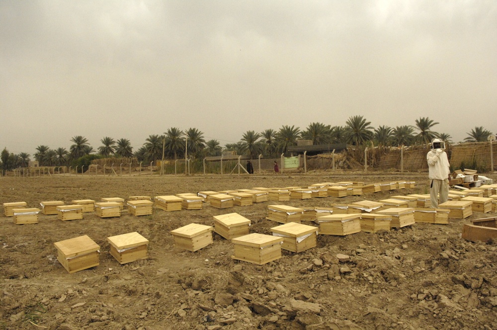 Beehive distribution in Mahawil