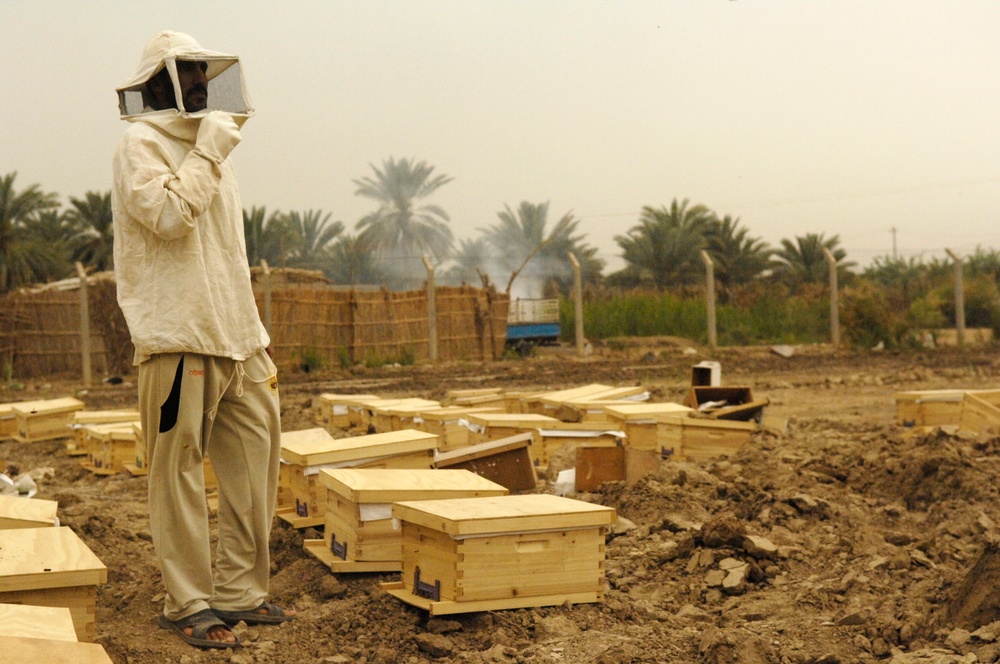 Beehive distribution in Mahawil