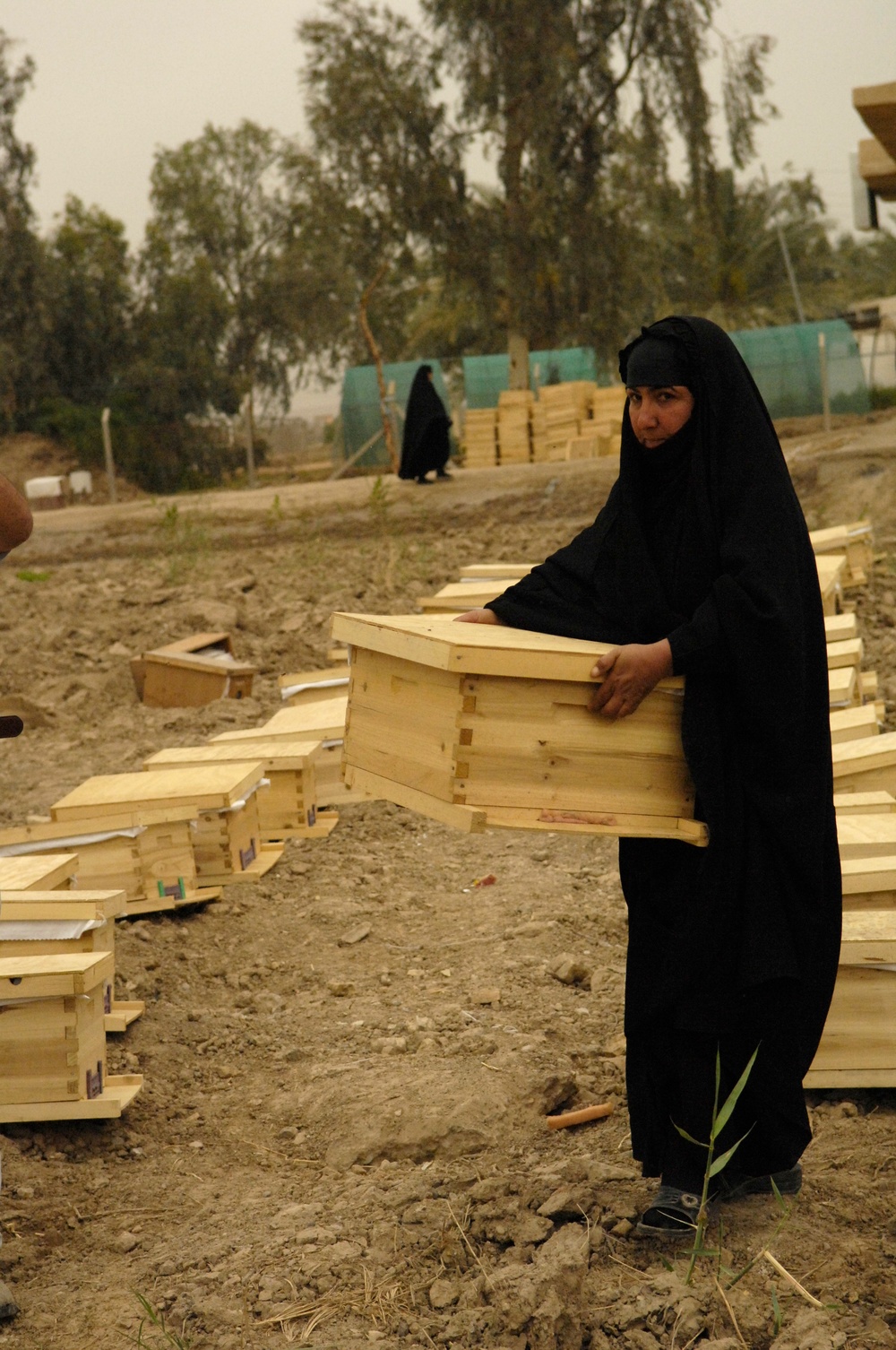 Beehive distribution in Mahawil