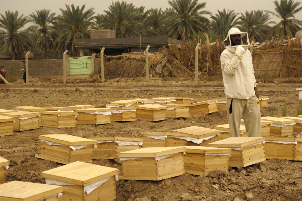 Beehive distribution in Mahawil