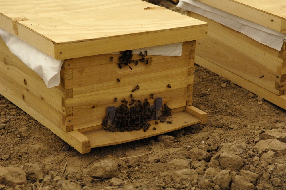 Beehive distribution in Mahawil