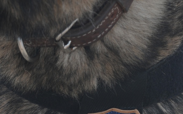 K-9 Search Port