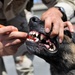 K-9 Duty at Port of Djibouti