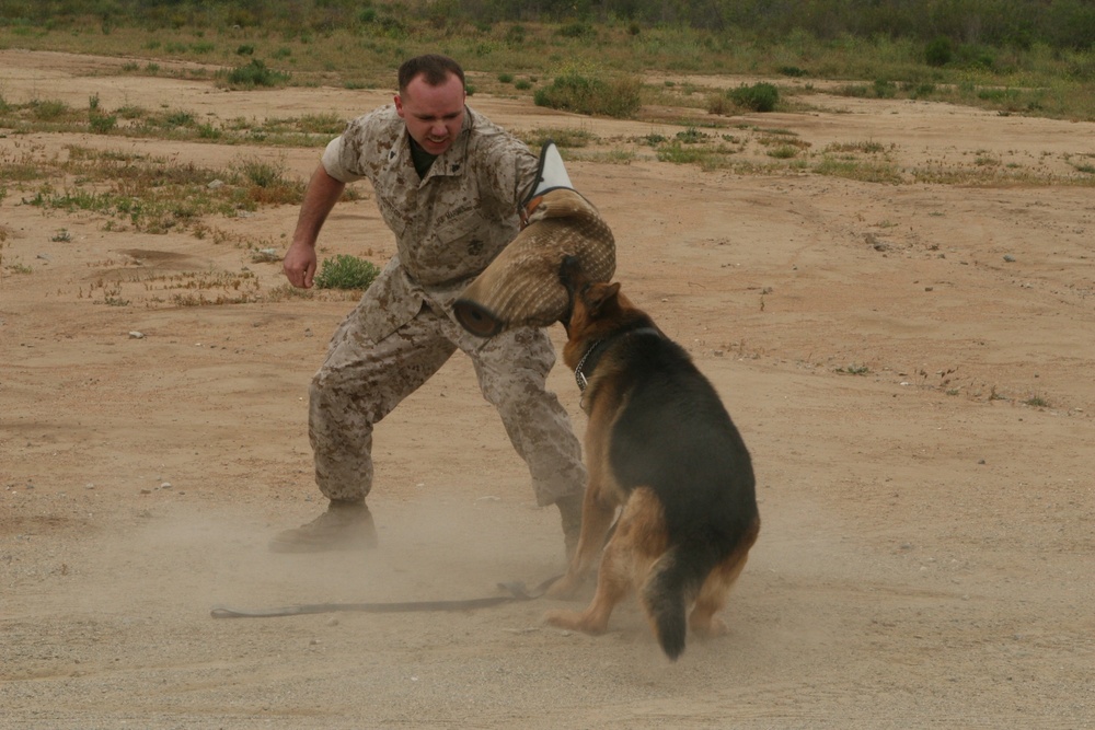 Military Police Conduct Military Operations on Urban Terrain Training