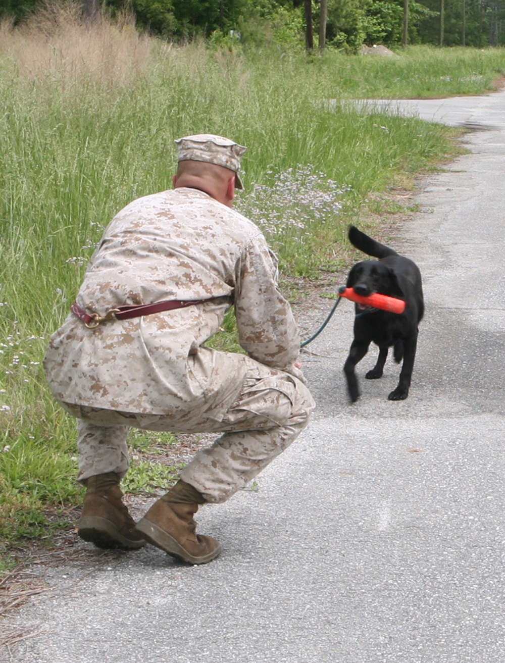 'Man's Best Friend' Helps Sniff Out improvised explosive devices