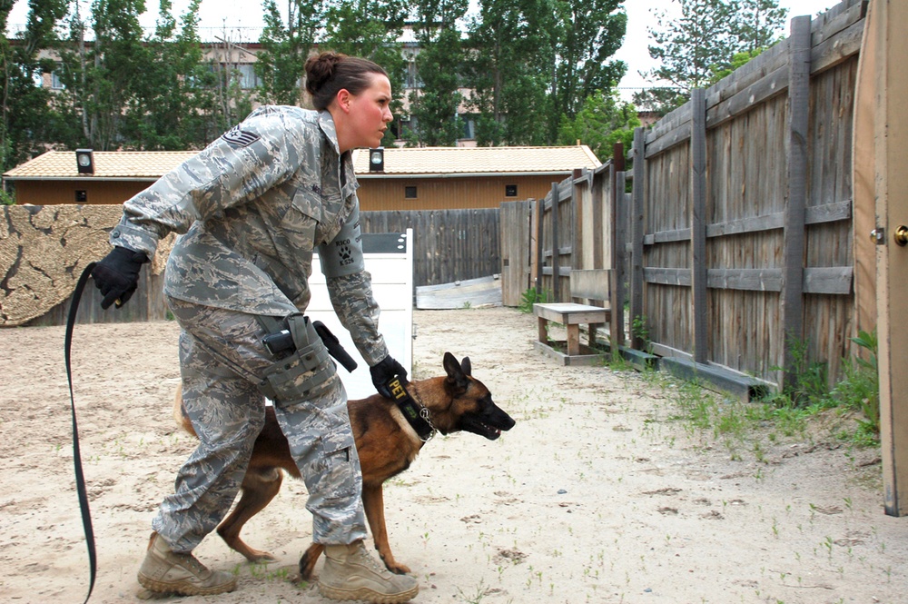 Military Working Dogs Are Vital Members of Manas K-9 Crew