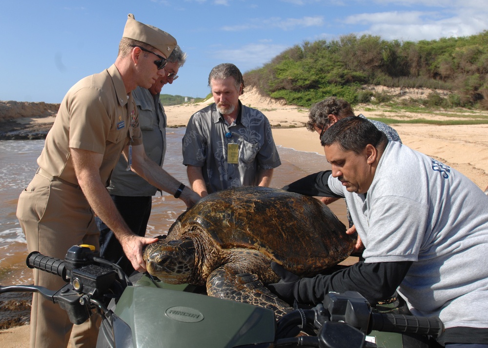 Helping out a sea turtle