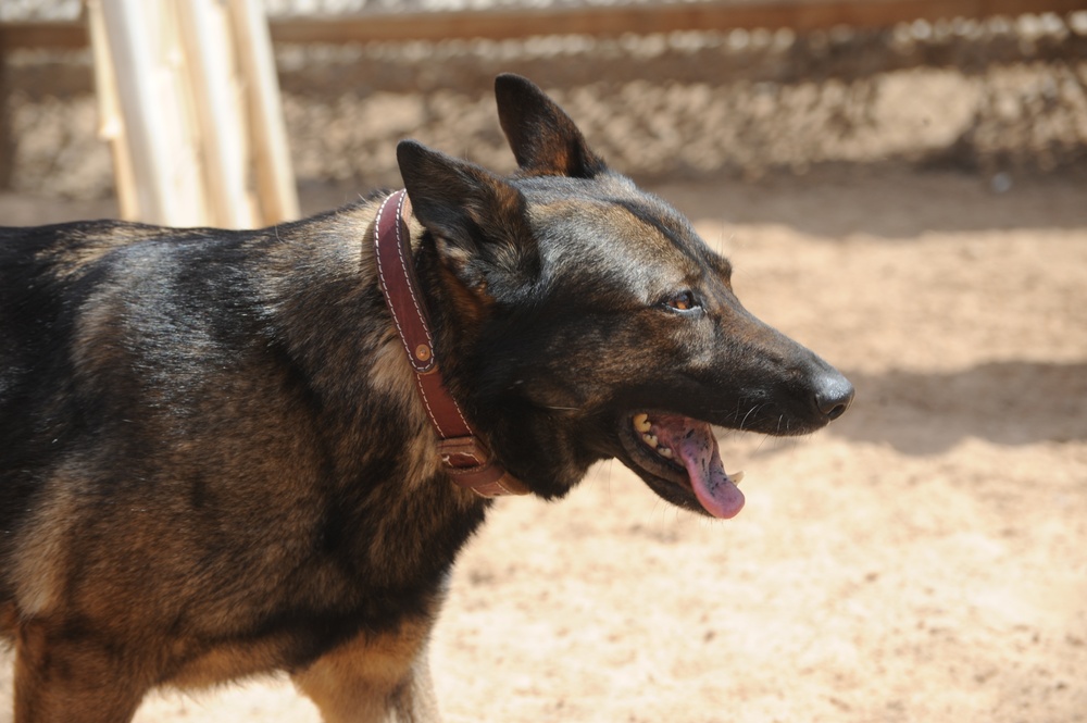 Military Working Dogs training in Baghdad, Iraq