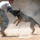 Military Working Dogs training in Baghdad, Iraq