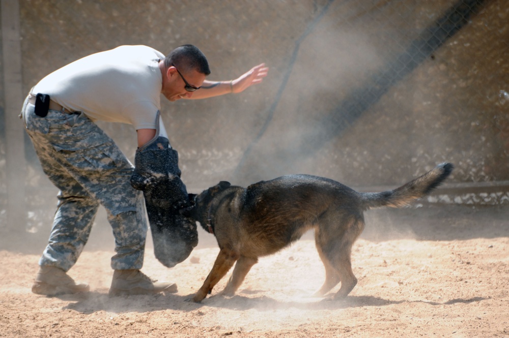 Military Working Dogs training in Baghdad, Iraq