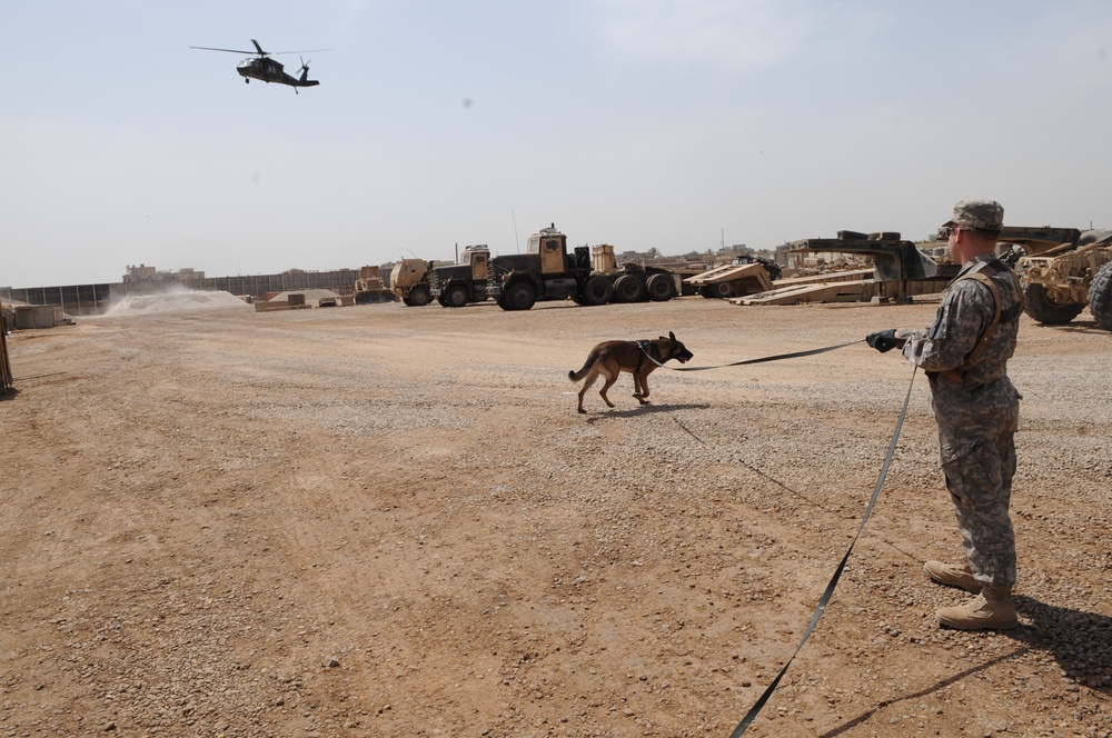 Military Working Dogs training in Baghdad, Iraq