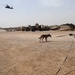 Military Working Dogs training in Baghdad, Iraq