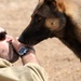 Military Working Dogs training in Baghdad, Iraq