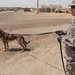 Military Working Dogs training in Baghdad, Iraq