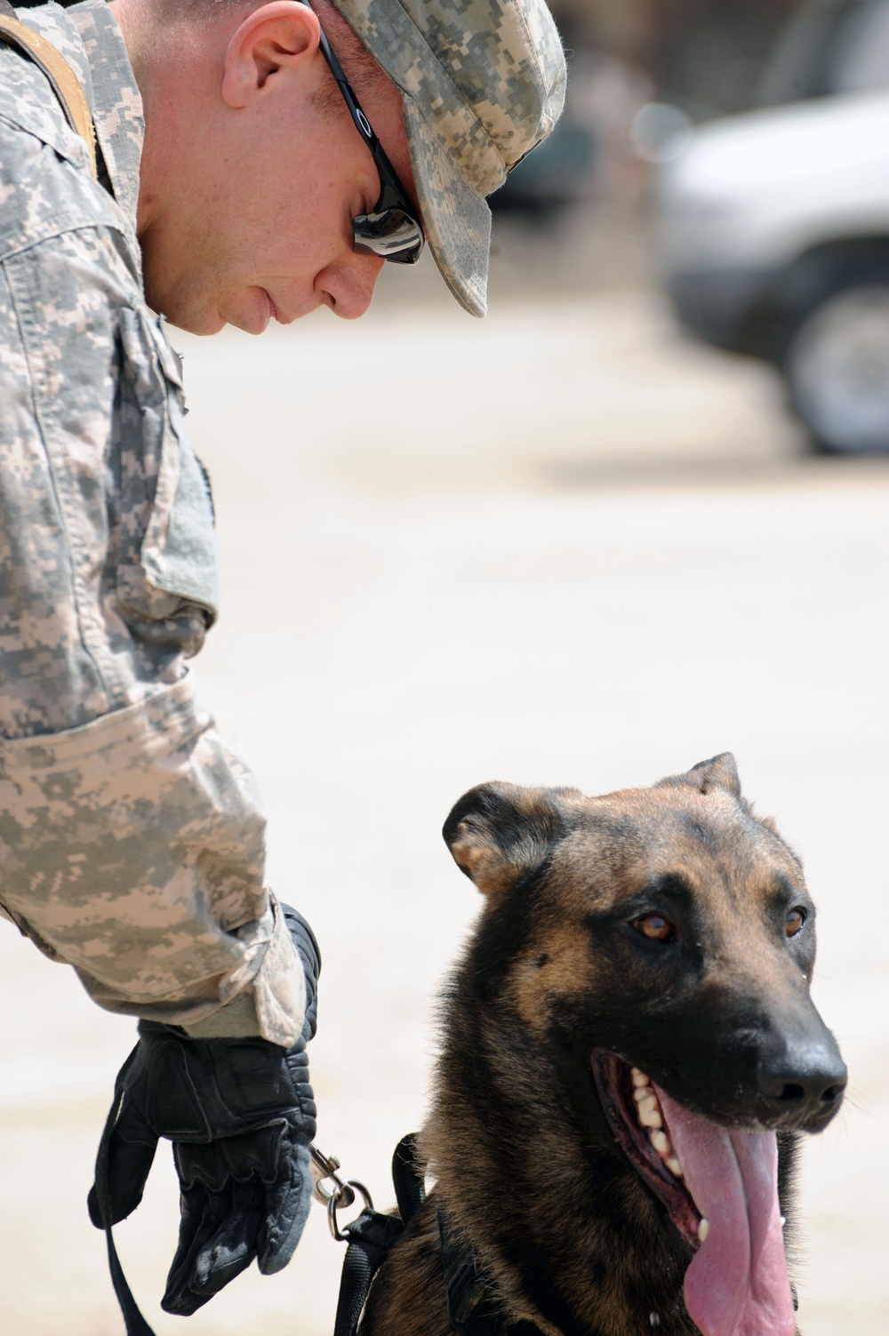 Military Working Dogs training in Baghdad, Iraq