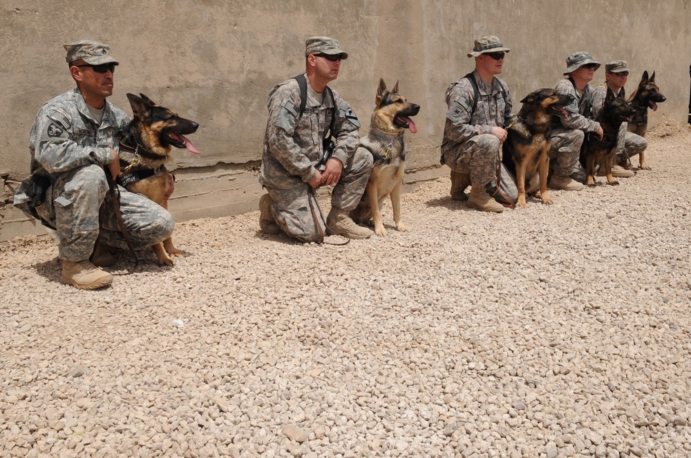 Military Working Dogs training in Baghdad, Iraq