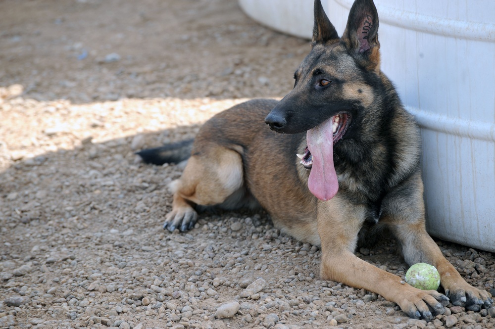 Military Working Dogs training in Baghdad, Iraq