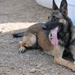 Military Working Dogs training in Baghdad, Iraq