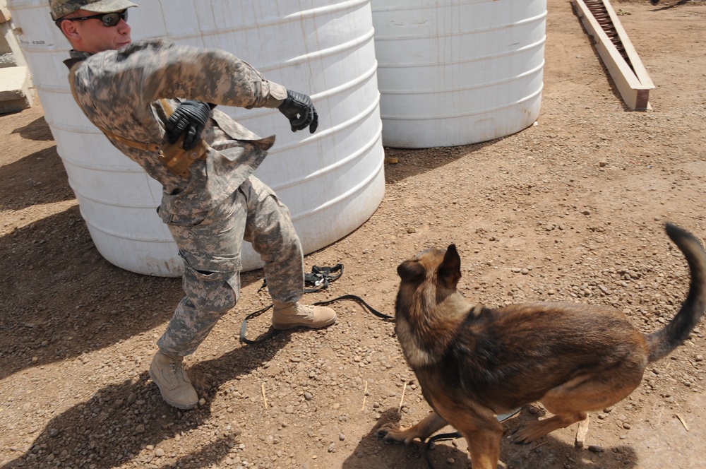 Military Working Dogs training in Baghdad, Iraq