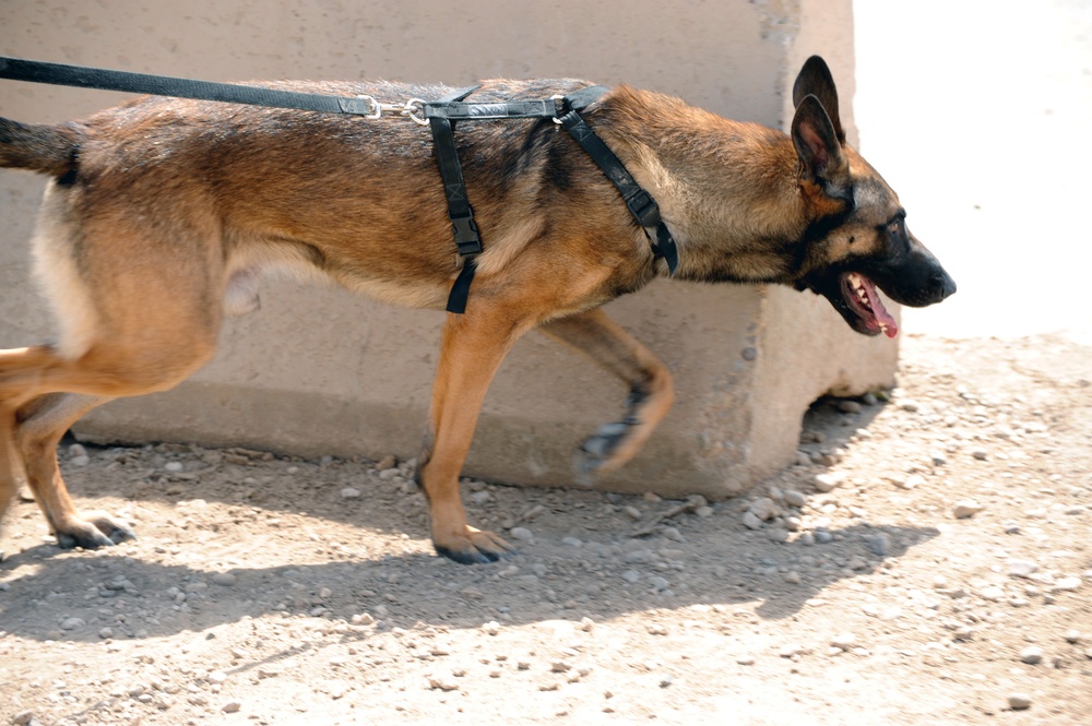 Military Working Dogs training in Baghdad, Iraq