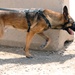 Military Working Dogs training in Baghdad, Iraq