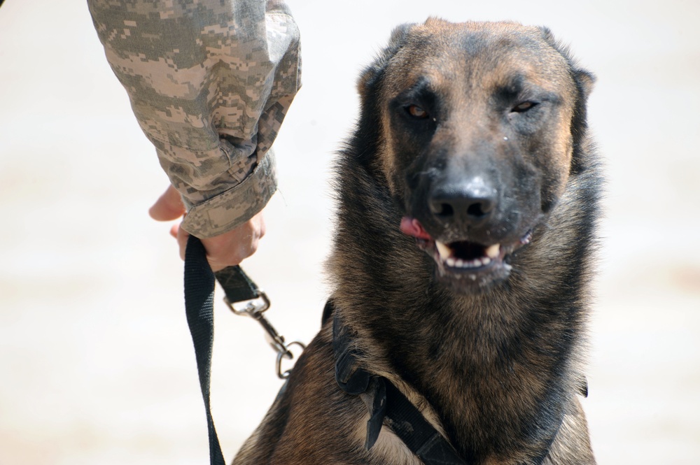 DVIDS - Images - Military Working Dogs training in Baghdad, Iraq [Image ...