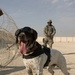 Unique Working Dog Protects 380th