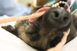 Vets Help Keep 'wardogs' Ready