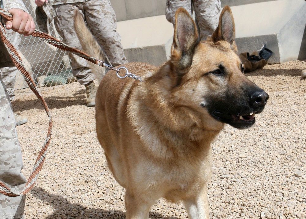 Military working dogs bite into their mission in Iraq