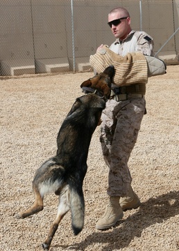 Military working dogs bite into their mission in Iraq