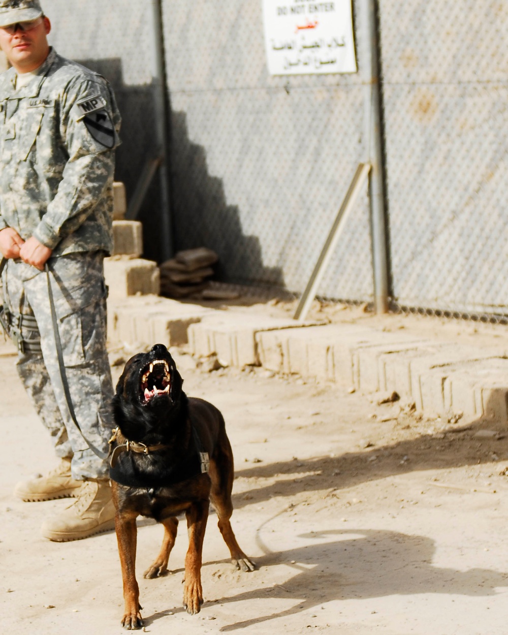 Four-legged Soldiers sniff out insurgent activities in 30th Heavy Brigade Combat Team area of operations