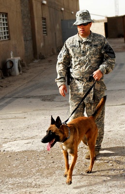 Four-legged Soldiers sniff out insurgent activities in 30th Heavy Brigade Combat Team area of operations