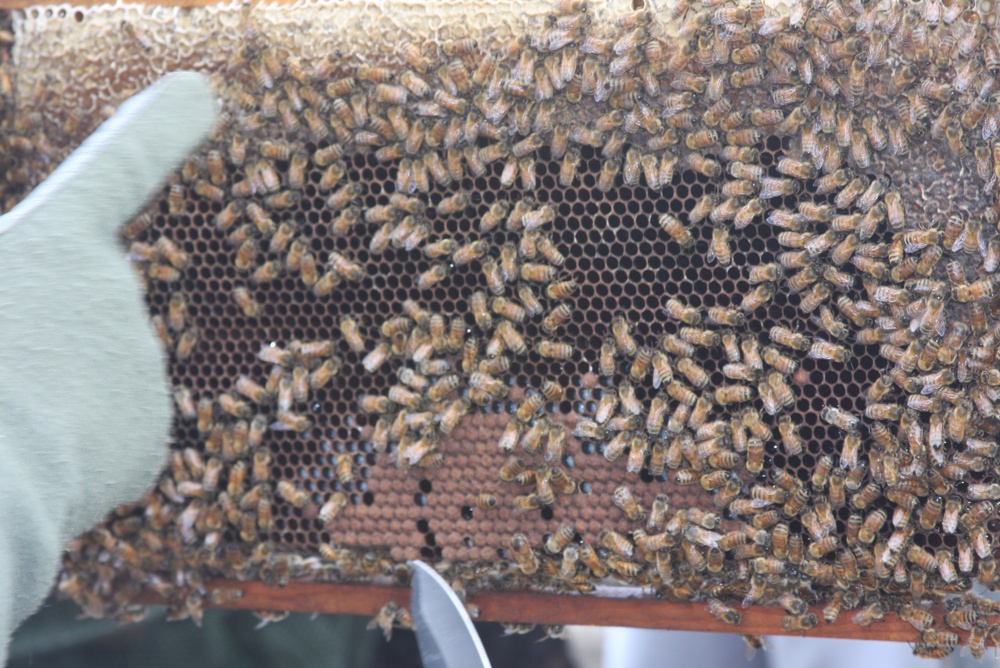 Agriculture Development Team supports local agricultural efforts, provides training on Bagram Air Field
