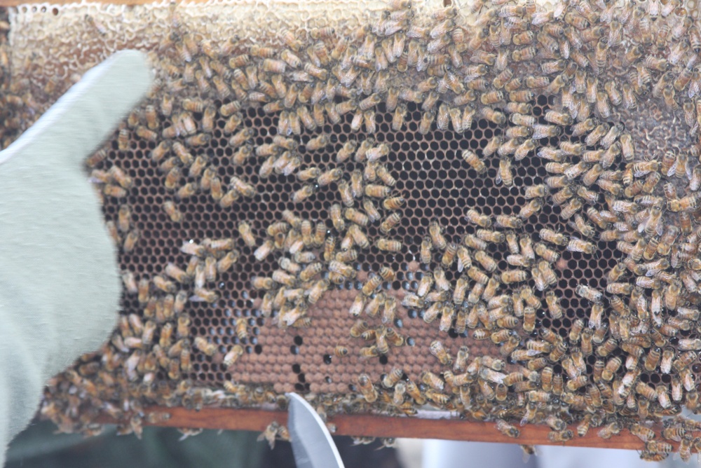Agriculture Team's Training Creates Buzz in Afghanistan