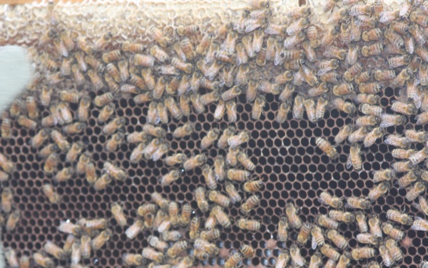 Agriculture Team's Training Creates Buzz in Afghanistan