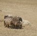 Marines conduct zone recon mission in Nineveh province