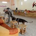 Baqubah Transition Day