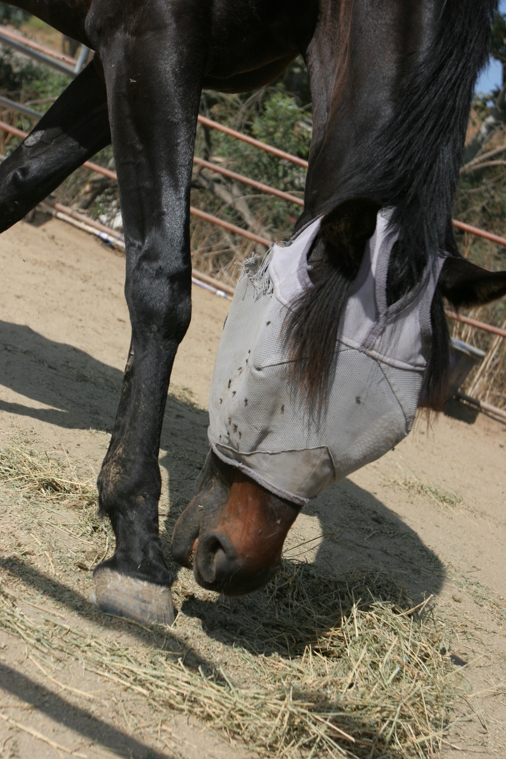 Horsing around: Volunteers lend helping hand at Stepp Stables