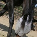 Horsing around: Volunteers lend helping hand at Stepp Stables